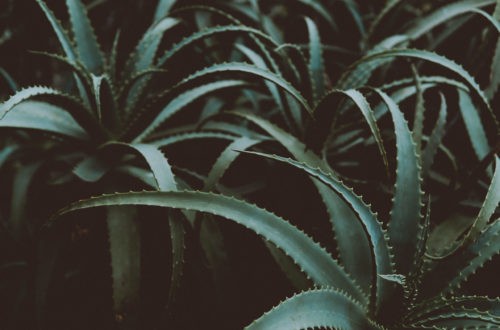 Aloe