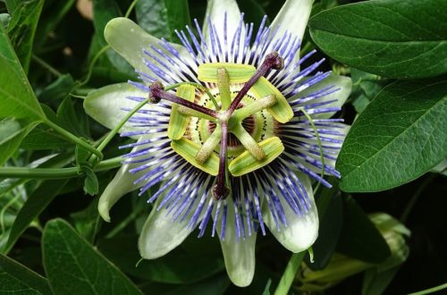 Passiflora
